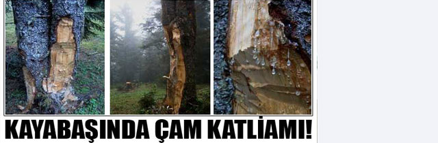 Kayabaşında Ağaç Katlimaı Var
