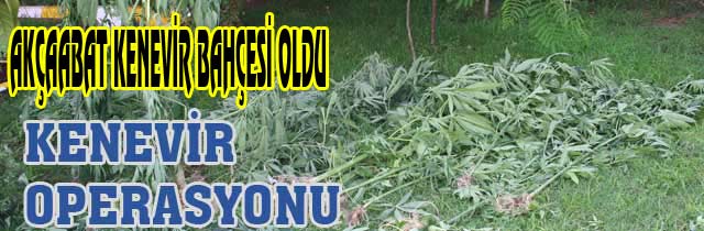 Akçaabatta Kenevir Operasyonu