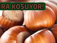 Fındık Rekora Koşuyor