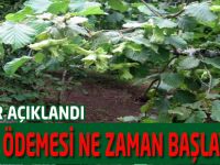 Fındıkta Destek Ödemesi Başlıyor