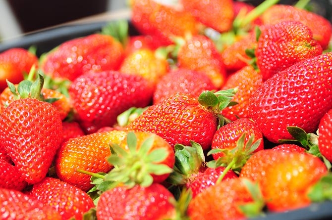 Çınarlık'ta Tarla Günü Etkinliği 11