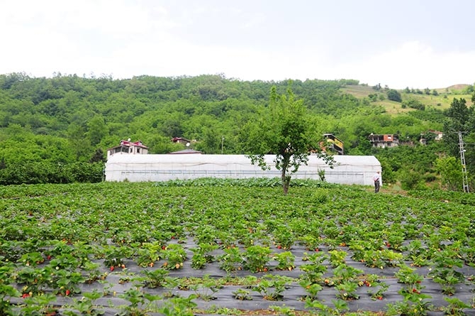Çınarlık'ta Tarla Günü Etkinliği 13