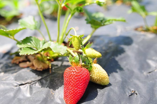Çınarlık'ta Tarla Günü Etkinliği 3