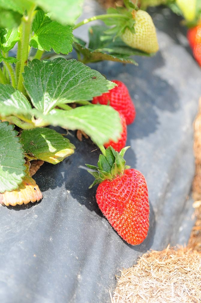 Çınarlık'ta Tarla Günü Etkinliği 5