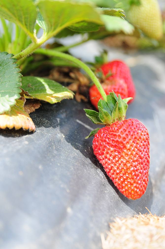 Çınarlık'ta Tarla Günü Etkinliği 6