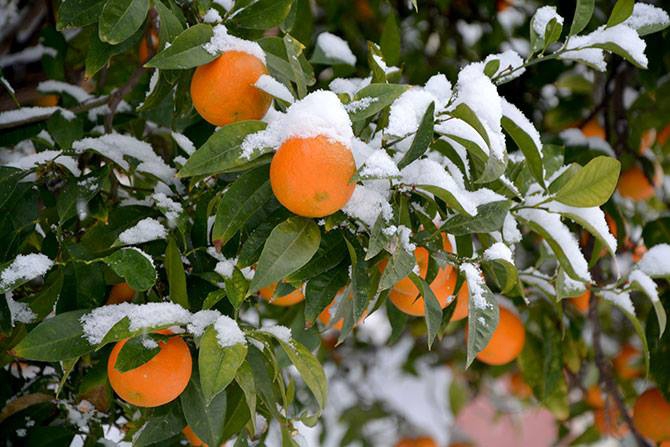 Akçaabat Beyaza Büründü 1