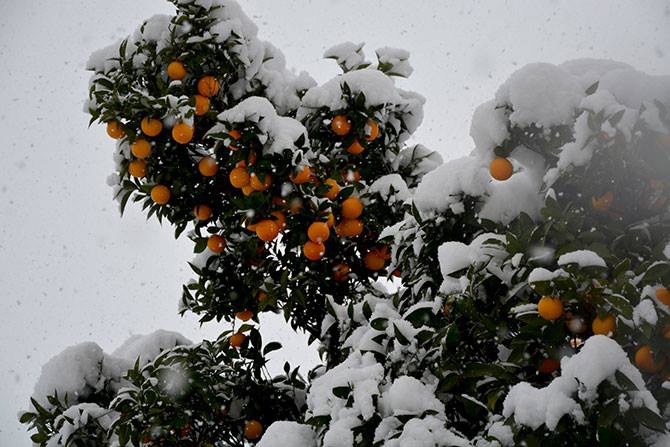 Akçaabat Beyaza Büründü 13