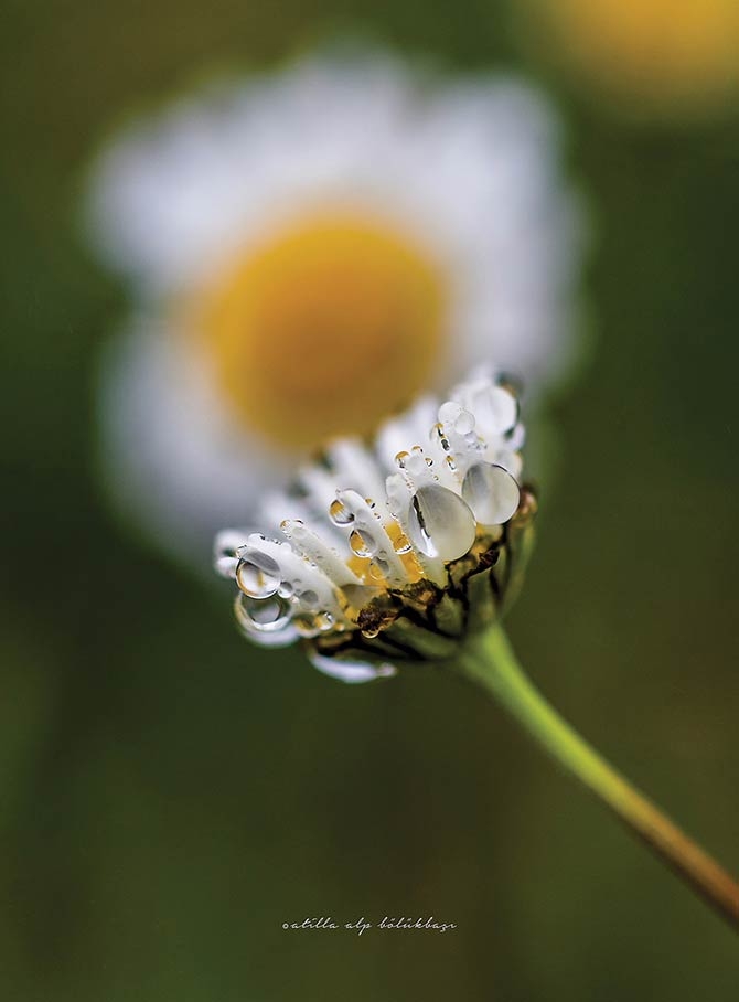 Su Perisi Konya'da 1