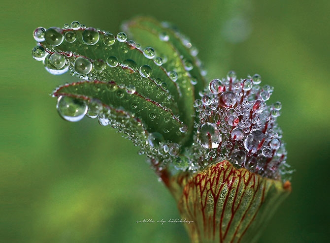 Su Perisi Konya'da 5