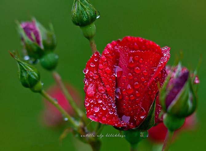 Su Perisi Konya'da 9