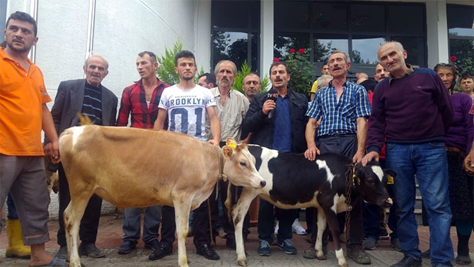 İnekli Eylem Yaptılar 1