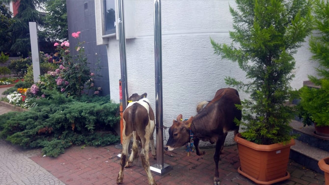 İnekli Eylem Yaptılar 2