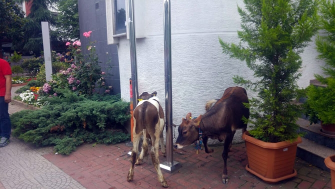 İnekli Eylem Yaptılar 3