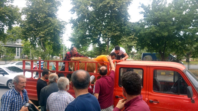 İnekli Eylem Yaptılar 4