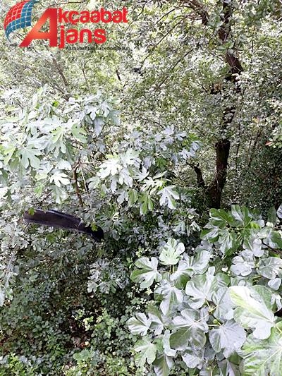 Araç Uçuruma Yuvarlandı 14