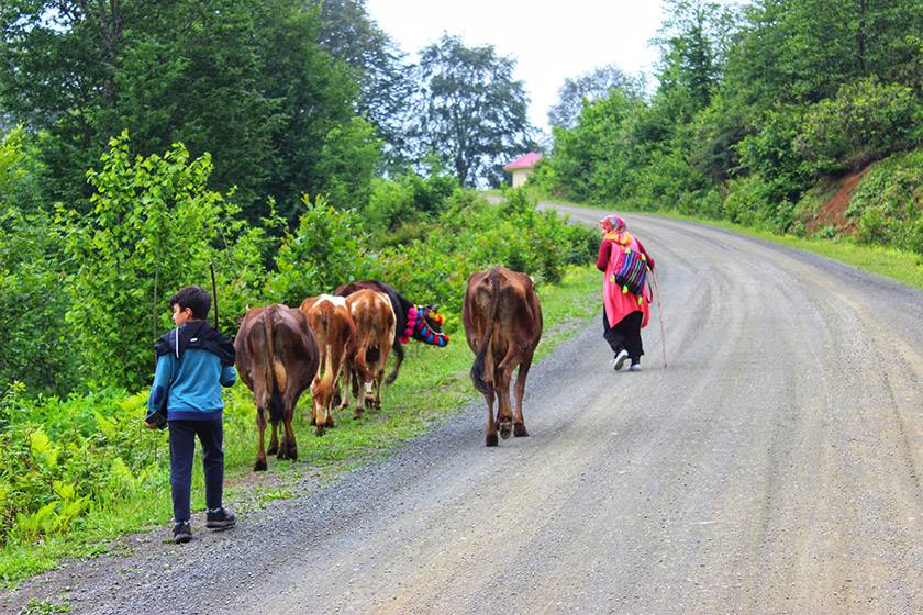 Yayla Göçleri Başladı 2