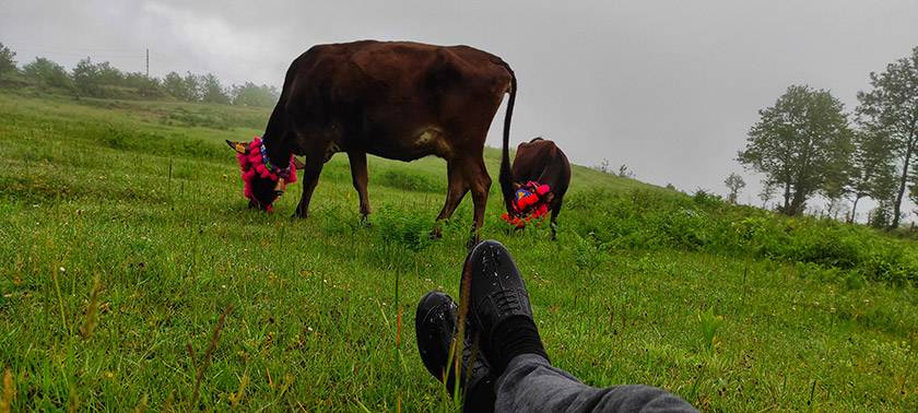 Yayla Göçleri Başladı 4