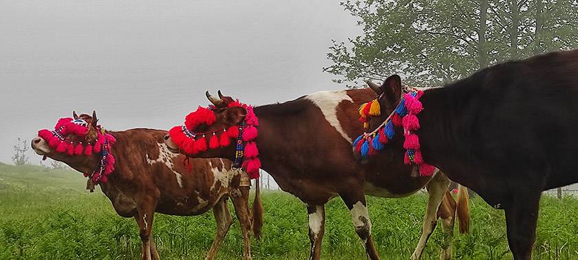 Yayla Göçleri Başladı 5