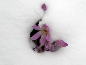 Yılın İlk Karı Yağdı