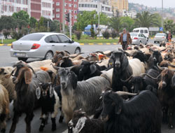 Koyunlar İlgin Görüntü Oluşturdu