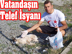 Sokak Köpekleri Dert Açıyor