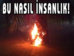 Palmiyeyi Ateşe Verdiler