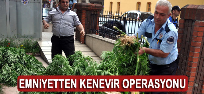 Akçaabat'ta 100 kök hint keneviri ele geçirildi.
