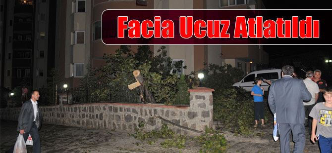 Ağaç Devrildi Şans Eseri Yaralanan Olmadı