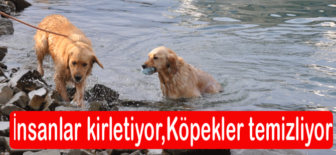 İnsanlar kirletiyor, Köpekler temizliyor