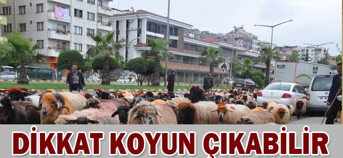 Sahil yolunda tehlikeli geçiş