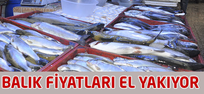 Balık Fiyatları Cep Yakıyor