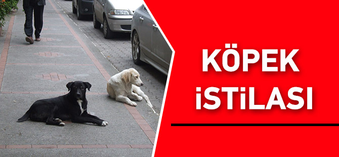 Köpek İstilası