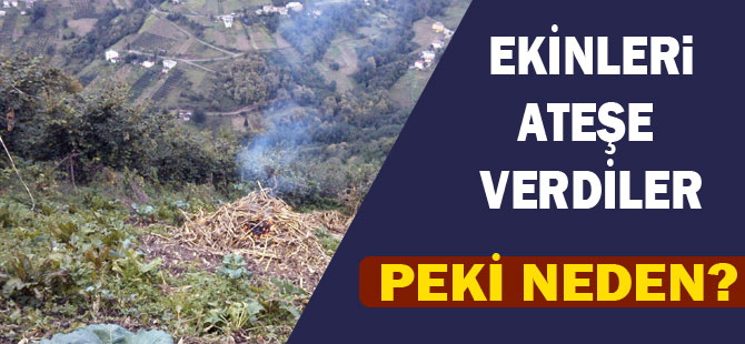 Vatandaşlar Erikli'de mısır ekinlerini ateşe verdi.
