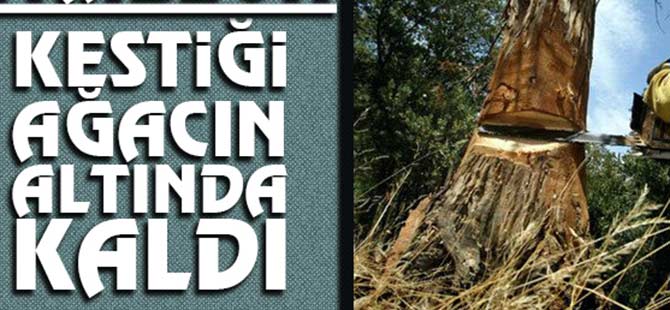 Kestiği Ağacın Altında can Verdi