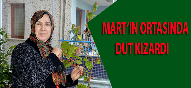 Mart'ın Ortasında Dut Kızardı