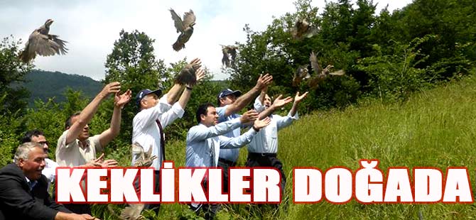 Keklikler Doğada