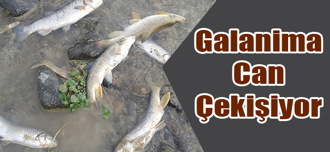 Galanima Deresi Can Çekişiyor