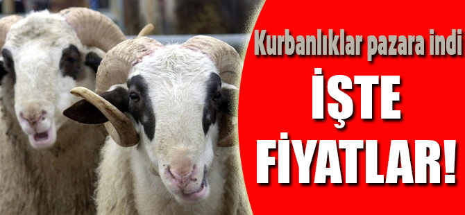 Kurban Fiyatları Belli Oldu