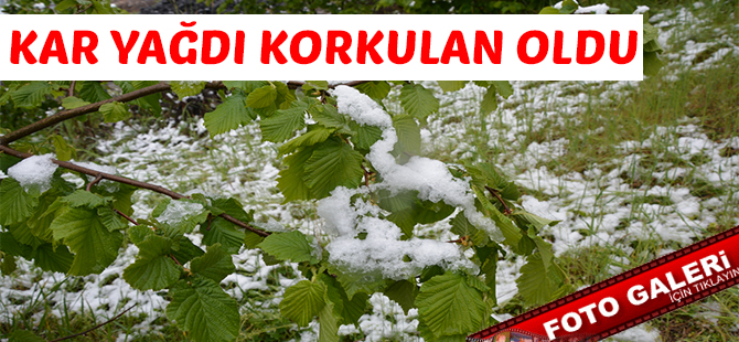 Kar Yağdı Fındık Dondu