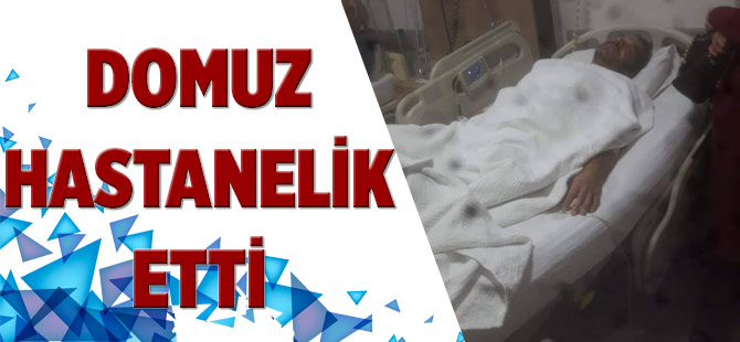 Domuz Hastanelik Etti