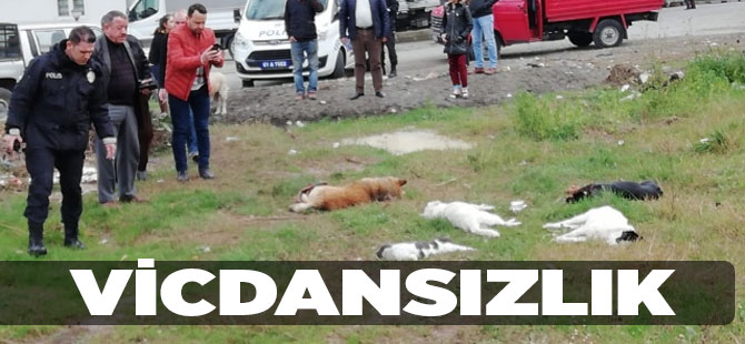 Ne İstediniz Bu Hayvanlardan?