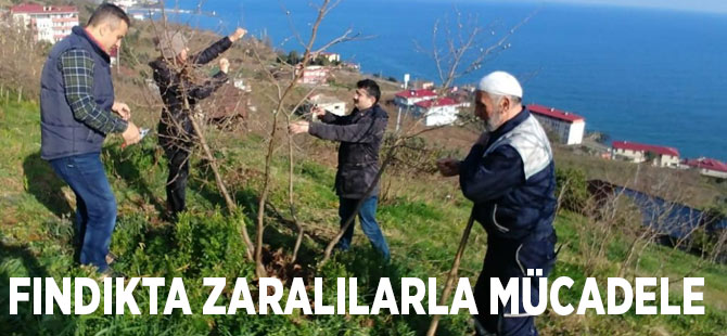 Fındıkta Zaralılarla Mücadele
