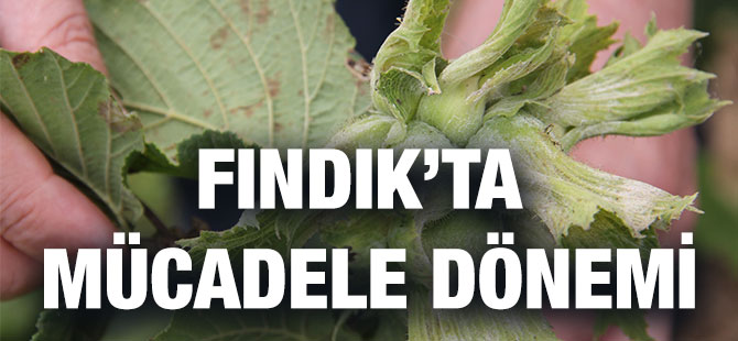 Fındıkta Külleme İle Mücadele