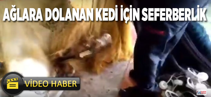 Ağlara Dolanan Kedi Kurtarıldı