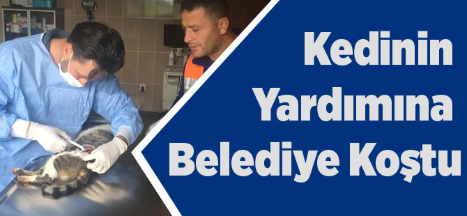 Kedinin Yardımına Akçaabat Belediyesi Koştu