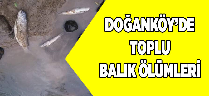 Doğanköy'de Toplu Balık Ölümleri