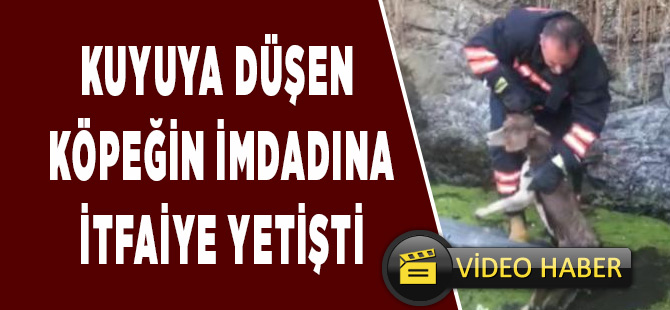 Su Göletine düşen köpeği itfaiye kurtardı