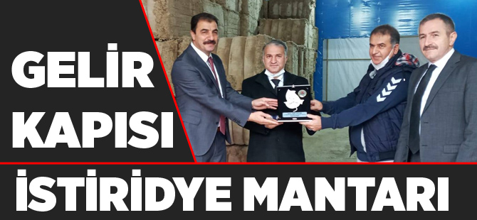 İstiridye Mantarı Yetiştiriciliği Gelişiyor