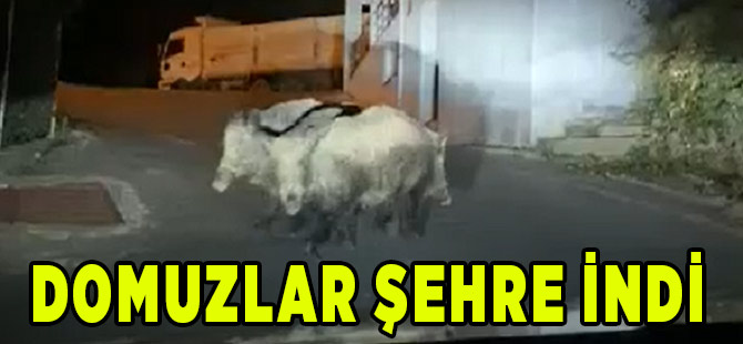 Domuzlar Şehre İndi