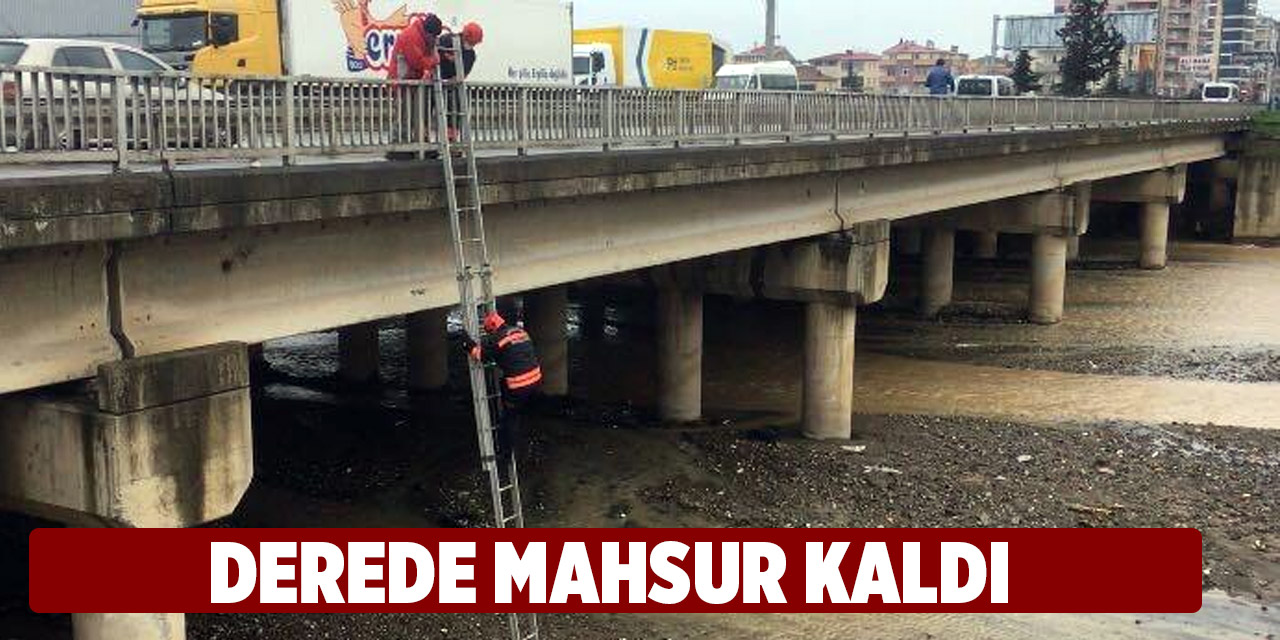 Derede Mahsur Kalan Köpek Kurtarıldı